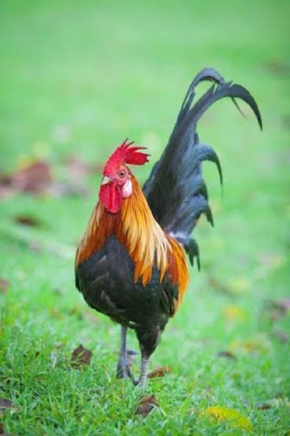 Red Jungle Fowl Chicken