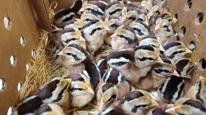 Red Jungle Fowl Chicks