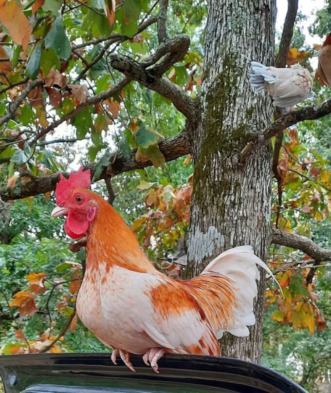 Red Pyle Old English Game Bantam - Image 6