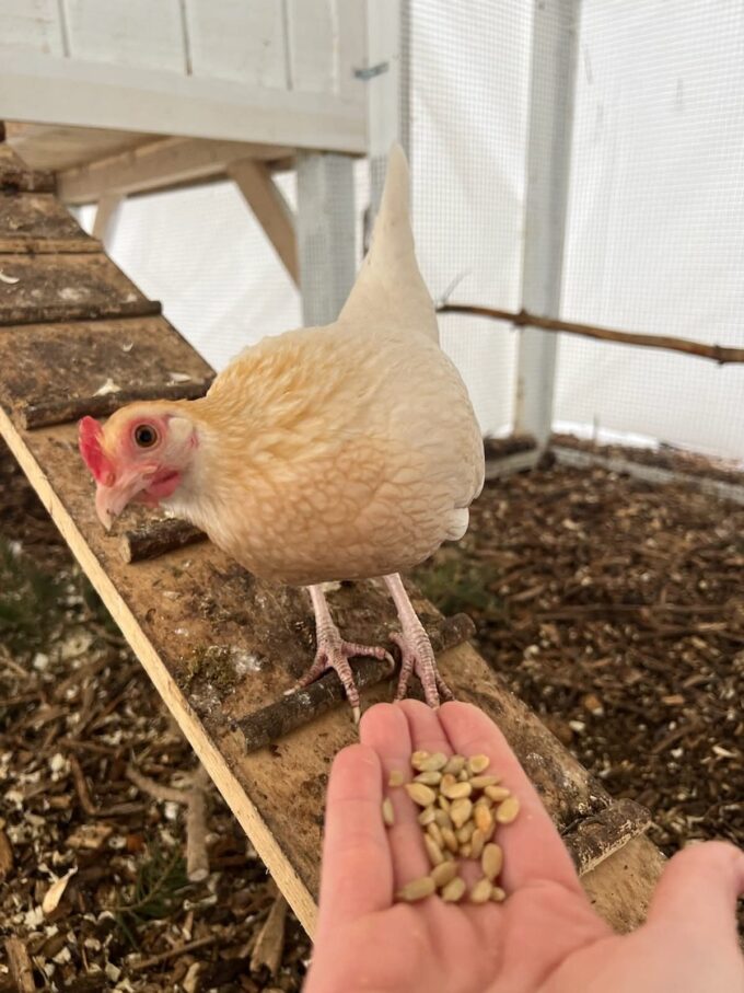 Red Pyle Old English Game Bantam - Image 19