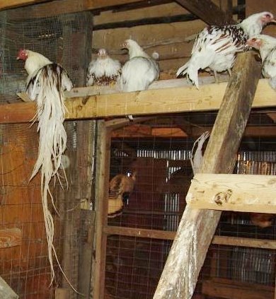 Group of Red Shouldered Yokohama Rooster Chicken Breed