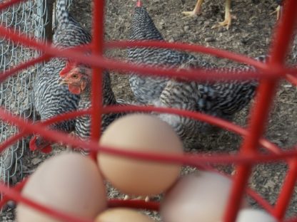 Red Egg Basket With 12 Ceramic Eggs Included-6239