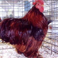 Red Cochin Bantam Chicken Rooster