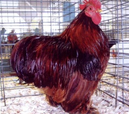 Red Cochin Bantam Chicken Rooster