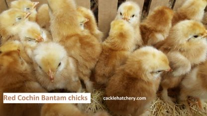 Red Cochin Bantam Chicks