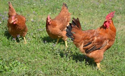 Cackle's Red Broiler Chickens