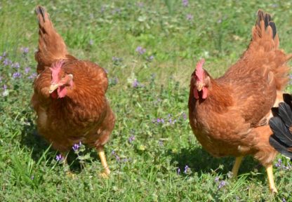 Cackle's Red Broiler Chickens