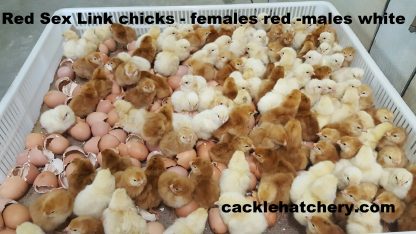 Red Sex Link Chicks for Sale