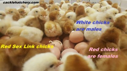 Red Sex Link Chicks