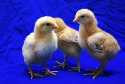 Day old Red Broiler Chicks
