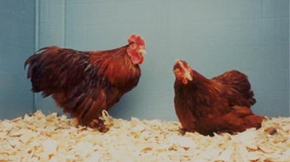 Red Cochin Bantam Chickena