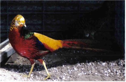 Red Golden Pheasant