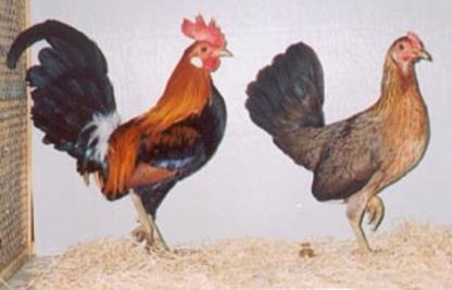 Red Jungle Fowl Chicken Rooster and Hen