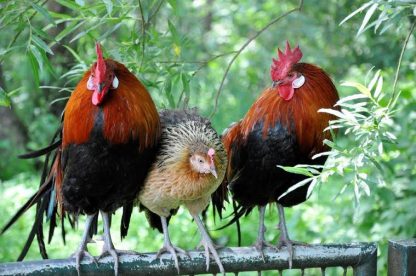 Red Jungle Fowl, Two Roosters and Hen (middle)