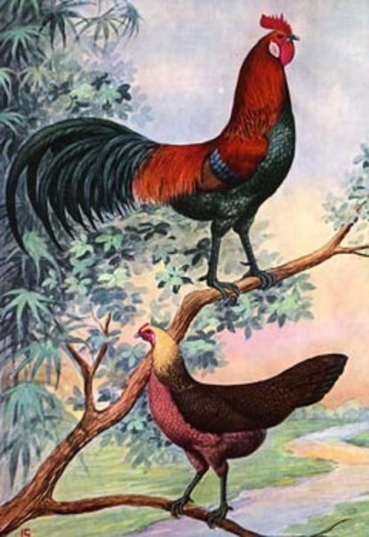 Red Jungle Fowl Chickens