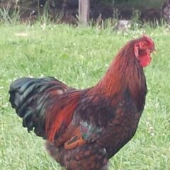 Red Laced Wyandotte Rooster