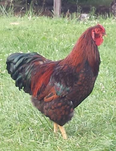 Red Laced Wyandotte Rooster