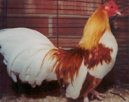 Red Pyle Old English Game Bantam Chicken Rooster