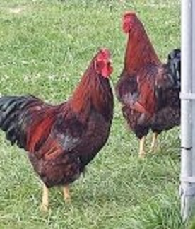 Red Laced Wyandotte Roosters