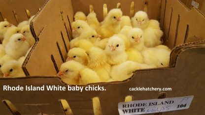 Rhode Island White Chicks