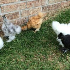 Silkie Bantam Special