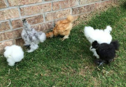 Silkie Bantam Special