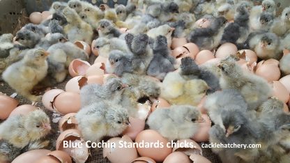 Blue Cochin Standard Chickens
