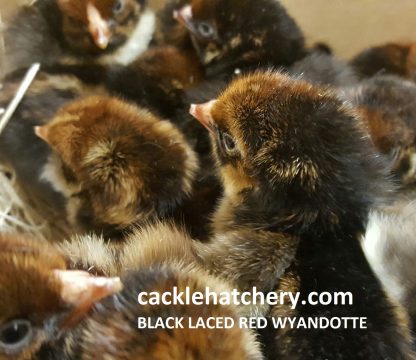 Black Laced Red Wyandotte Chicks