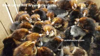 Black Laced Red Wyandotte Chicks