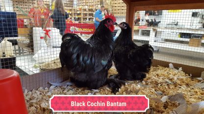 Black Cochin Bantam
