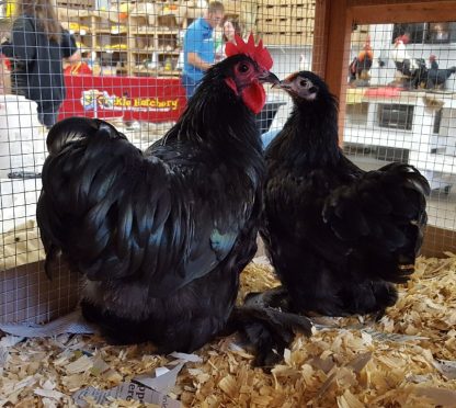 Black Cochin Bantam