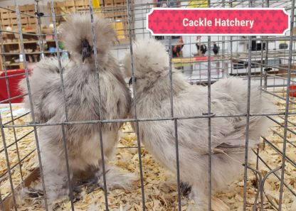 Splash Silkie Bantams