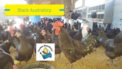 Black Australorp chicken