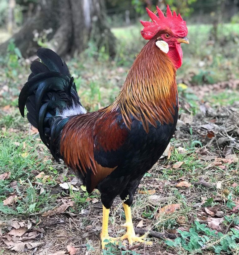 Brown Leghorn Chickens For Sale Online Cackle Hatchery®