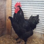 French Black Marans Chickens
