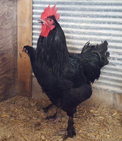 French Black Marans Chickens