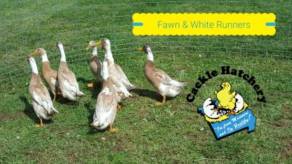 Fawn and White Runner Ducks