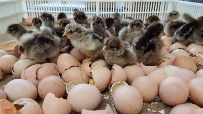 Dark Brahma Chicks