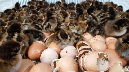 Barnevelder Chicks