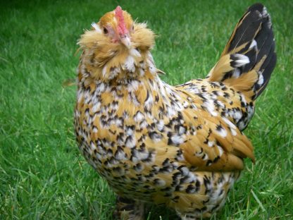 Mille Fleur D'uccle Bantam