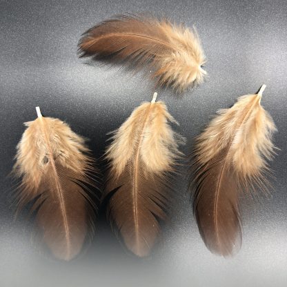 Rhode Island Red Chicken Feathers