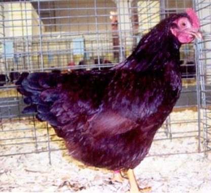 Rhode Island Red Bantam