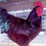 Rhode Island Red Chicken Breed (Single Comb Variety) Chicken Rooster