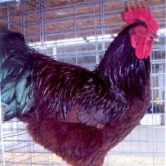 Rhode Island Red Chicken Breed (Single Comb Variety) Chicken Rooster