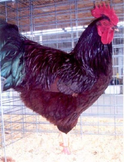 Rhode Island Red Chicken Breed (Single Comb Variety) Chicken Rooster
