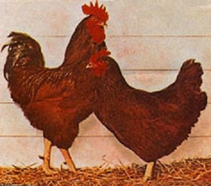 Rhode Island Red Baby Chicken Chicks For Sale Cackle Hatchery Rhode Island Red Baby Chicken Chicks For Sale Cackle Hatchery
