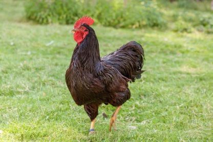 Rhode Island Red Rooster Chicken