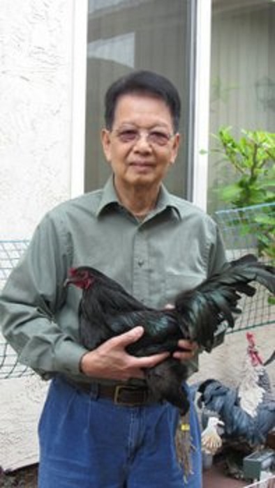 Thanks Cackle Hatchery® for the black samatra stag I got from you in 2013, Rick.