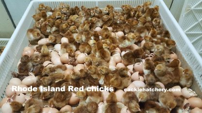 Rhode Island Red chicks