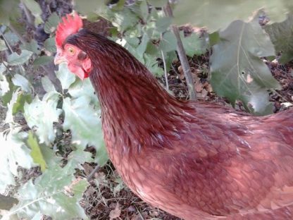 Rhode Island Red chicken